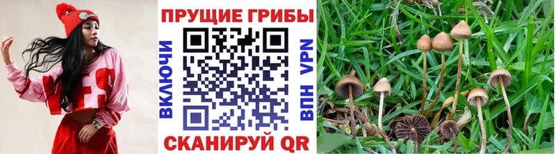 Псилоцибиновые грибы Psilocybe  Камышлов 